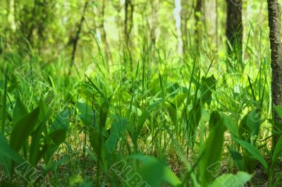Lilies of the valley