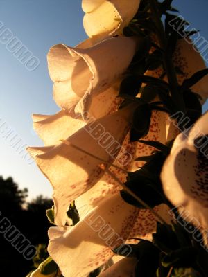 digitalis