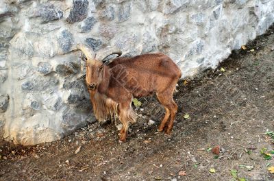 goat