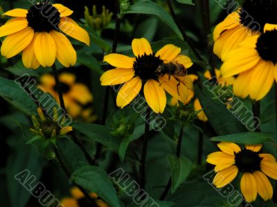 rudbekia