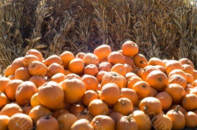 Pumpkins and Corn Stalks