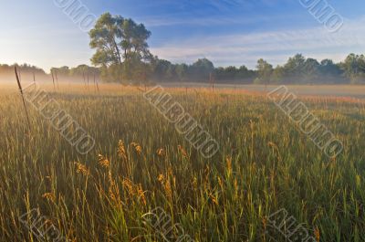 Meadow in Fog at Sunrise
