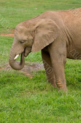 African elephant portrait