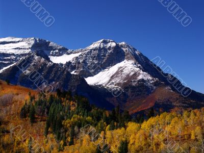 Mountain Meadow 10