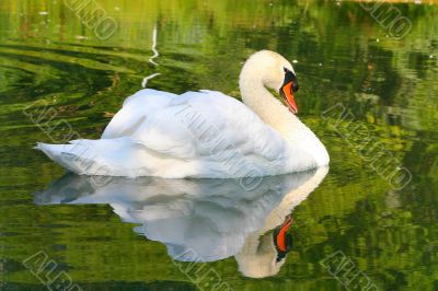 Swan Reflections