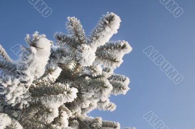 A part of snow tree under the blue sky background