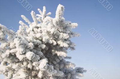 A part of snow tree under the blue sky background