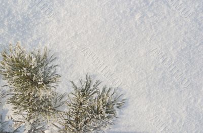 A part of snow tree under the white snow background