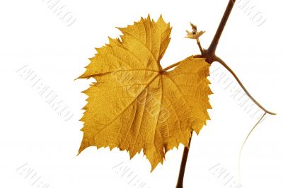 Grape leaf