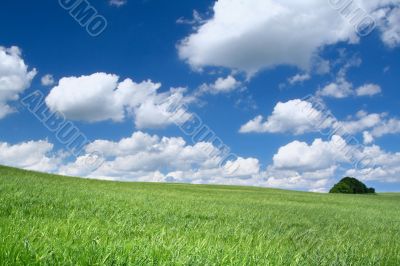 summer field