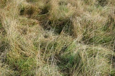 Crumpled grass on the meadow
