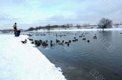 Ducks in winter river