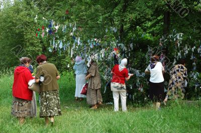 Holy tree in monastery of New Jerusalem, near Moscow