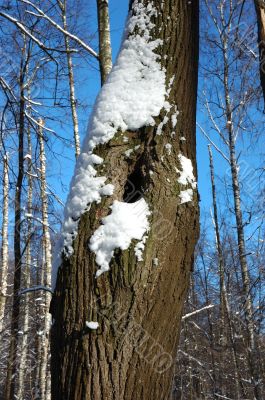 Tree with a hollow in winter park