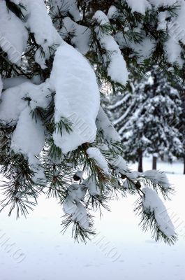 Pine branch in winter forest