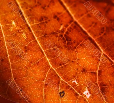 Detail, vein pattern in red
