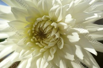 Detail, white dahlia petals
