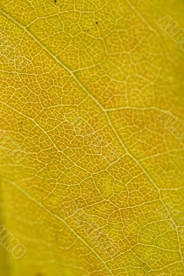 Detail, vein pattern