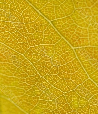 Detail, vein pattern
