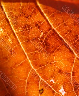 Detail, vein pattern in red