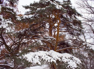 Pine-tree branches 1