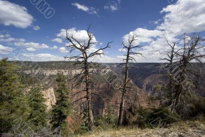 The Grand Canyon