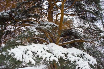 Pine-tree branches 3