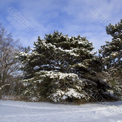 Snowed tree