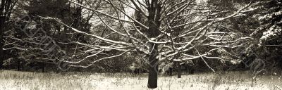 Naked winter tree