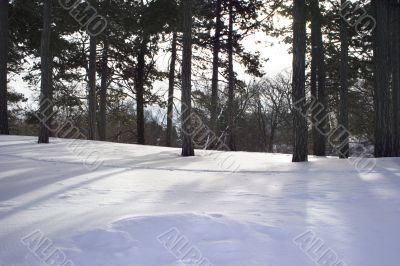 Winter in the park 4