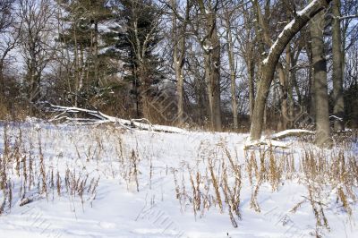 Winter in the park 3