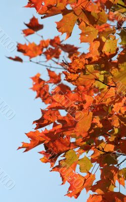 Red Maple in Autumn