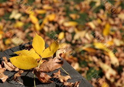 Yellow Leaf on a Bench
