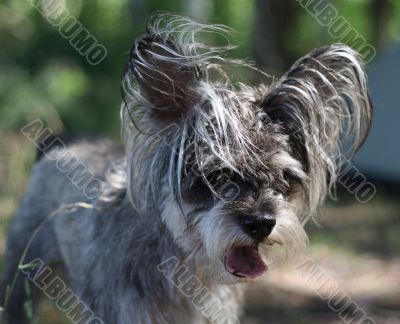 grey terrier
