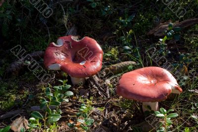 red russules