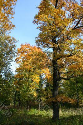 Colorful old autumn park