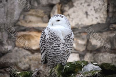White owl