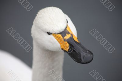 Head of swan