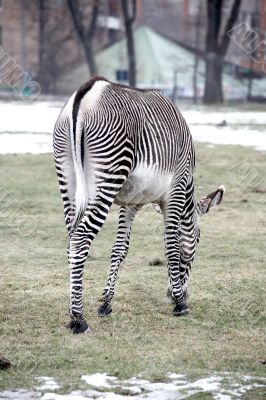 Zebra