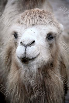 Camel