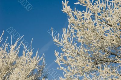 Frosty branches