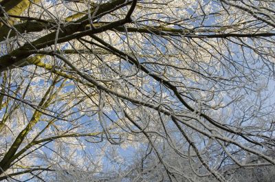 Frosty branches