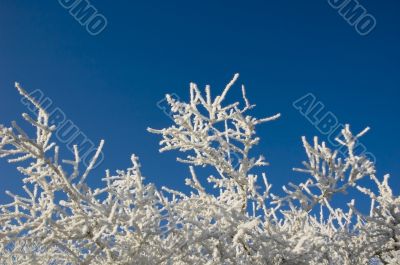 Frosty branches