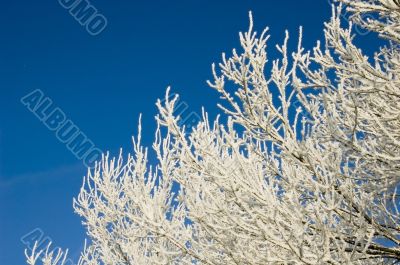Frosty branches
