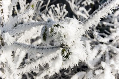 Frosty branches