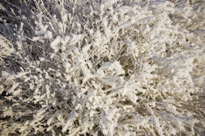 Frosty branches