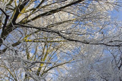 Frosty branches