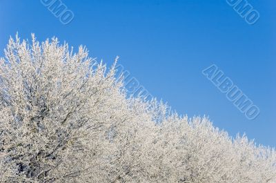 Frosty trees