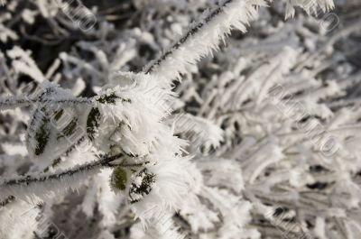 white branches