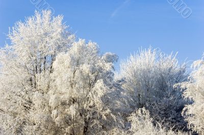 Frosty trees